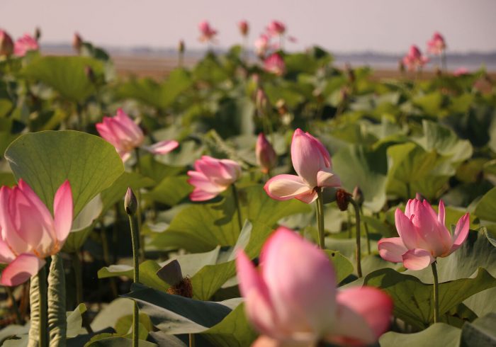 پنجمین جشنواره گلدهی لاله‌های تالابی انزلی آغاز شد