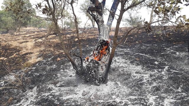 آتش سوزی بیش از ۱۰۰هکتار از جنگلهای منطقه حفاظت شده دنا +تصاویر