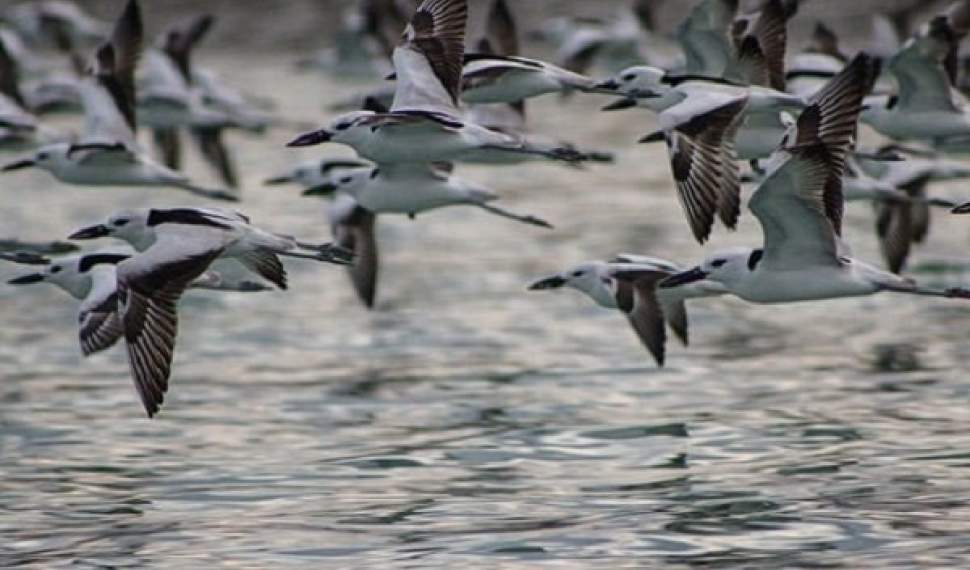 اعزام تیم محیط زیست به میانکاله در پی مرگ ۲۰۰۰ پرنده مهاجر