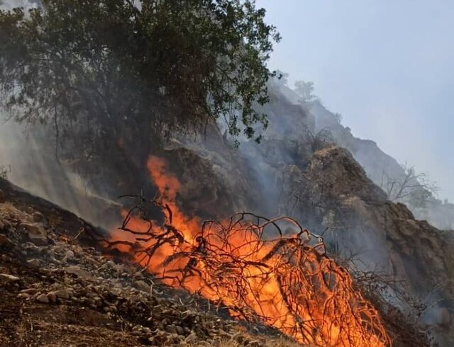 آتش سوزی جنگل های “دیل” گچساران همچنان ادامه دارد