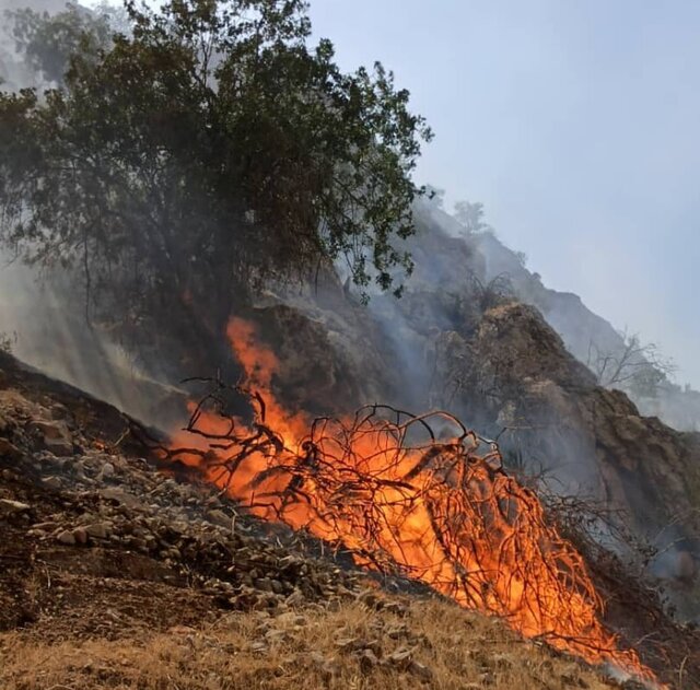 آتش سوزی جنگل های “دیل” گچساران همچنان ادامه دارد