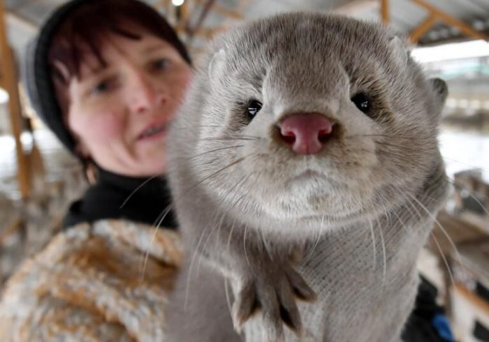 آیا کرونا دوباره جهش پیدا کرده است؟/بررسی چهره جدید کرونا منتقل شده از راسوها