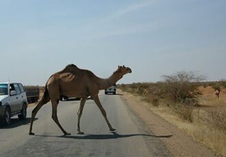 غم‌نامه شترهای سرگردان در هرمزگان