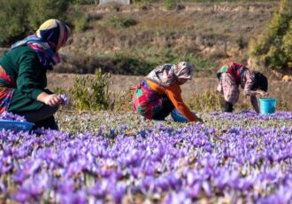 ۱۰ تن زعفران هر ماه قاچاق می شود