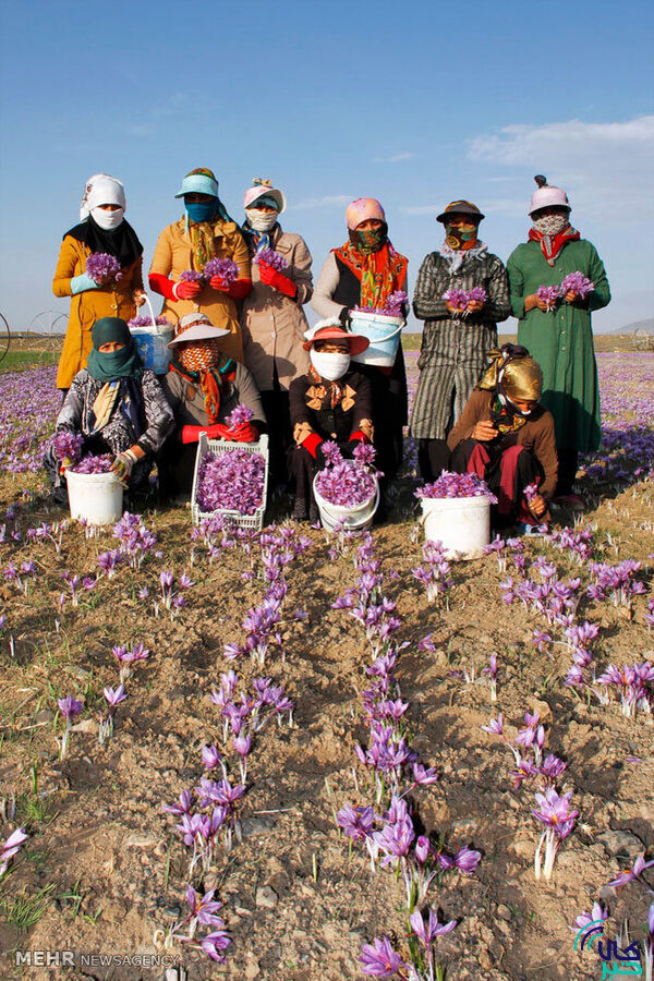 ۱۰ تن زعفران هر ماه قاچاق می شود/ صادرات ۲۰۰ تن زعفران به ۶۷ کشور