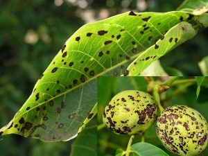 کرم خراط به جان درختان گردوی خراسان رضوی افتاد