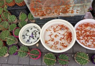 خرید ماهی قرمز با خیال راحت در نوروز 1404