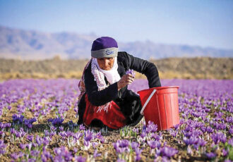 4 دهه کاهش در برداشت زعفران ایران