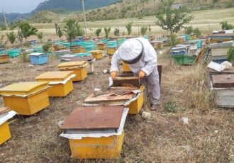 زنبورداری قربانی خشکسالی و داروی تقلبی زنبورداری قربانی خشکسالی و داروی تقلبی