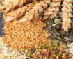 نعل وارونه در امنیت غذایی